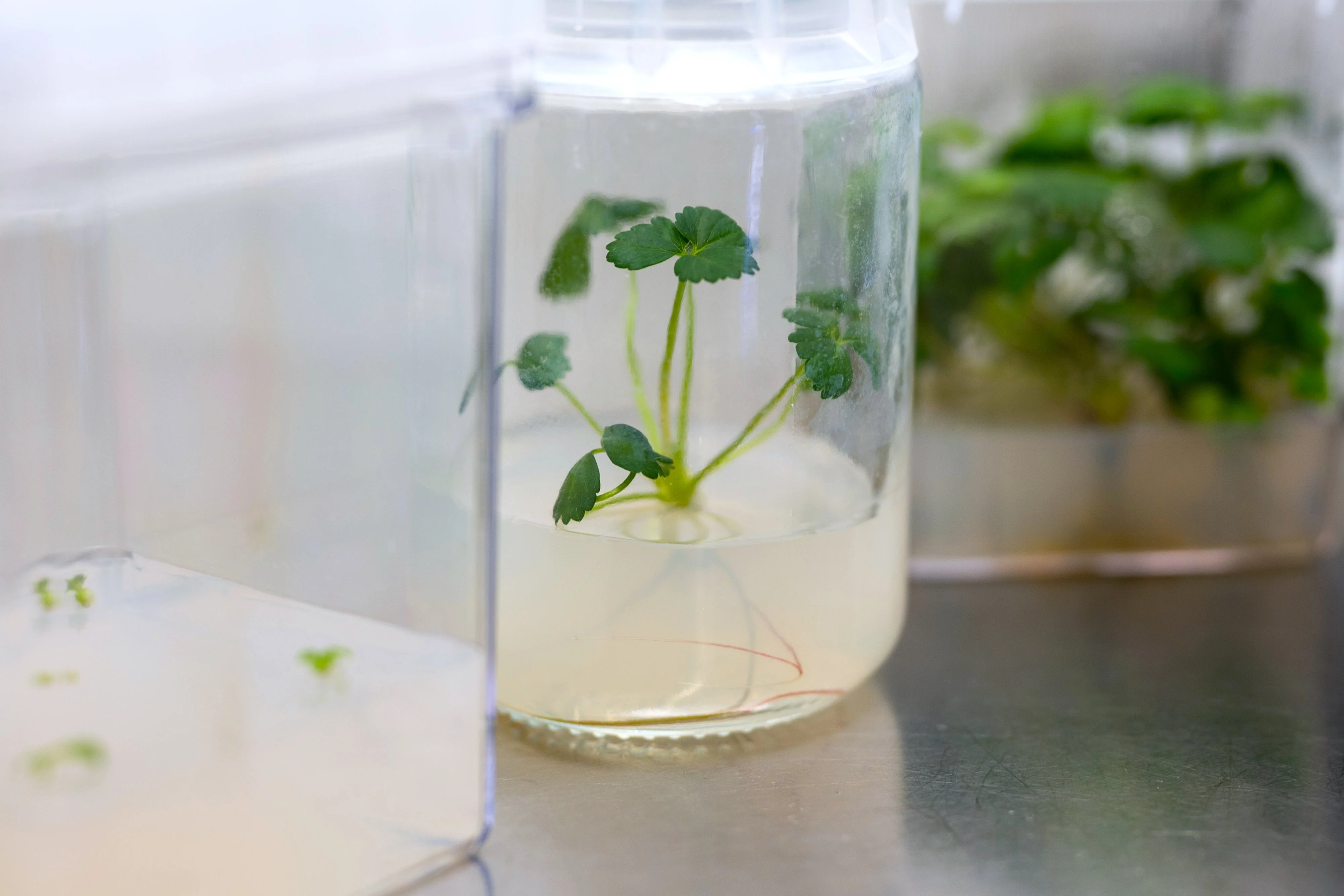 Sterile propagation jar with a young strawberry plant in culture medium on a lab bench