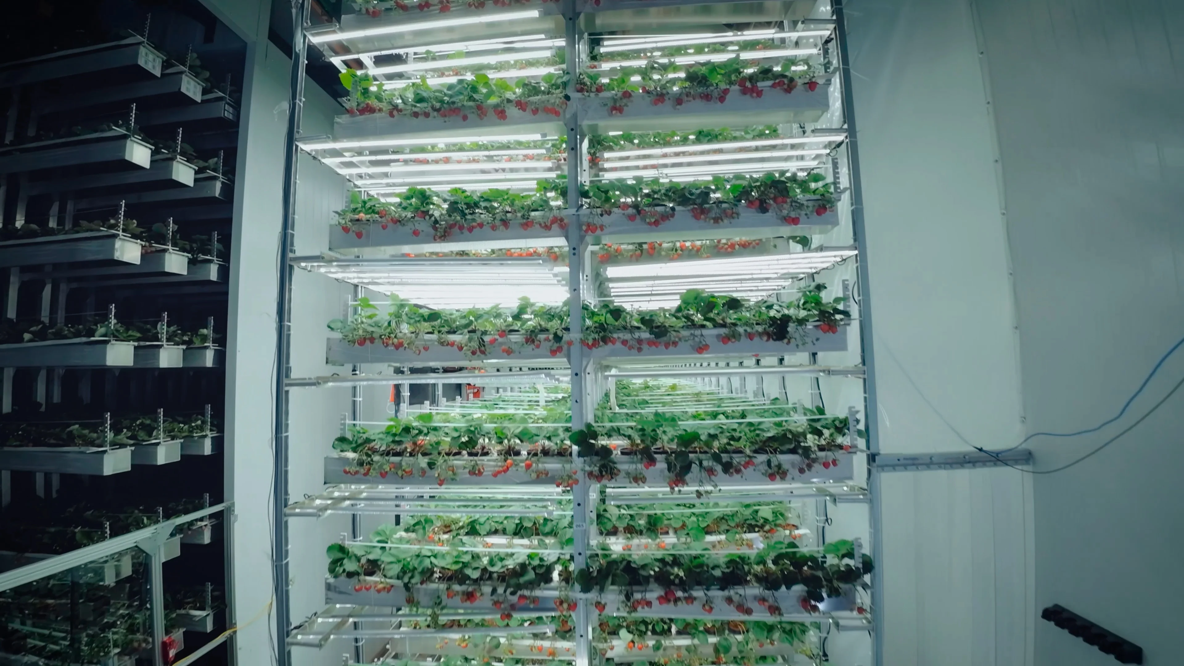 Multi‑tier strawberry growing racks with LED lighting at Amatelas Farm