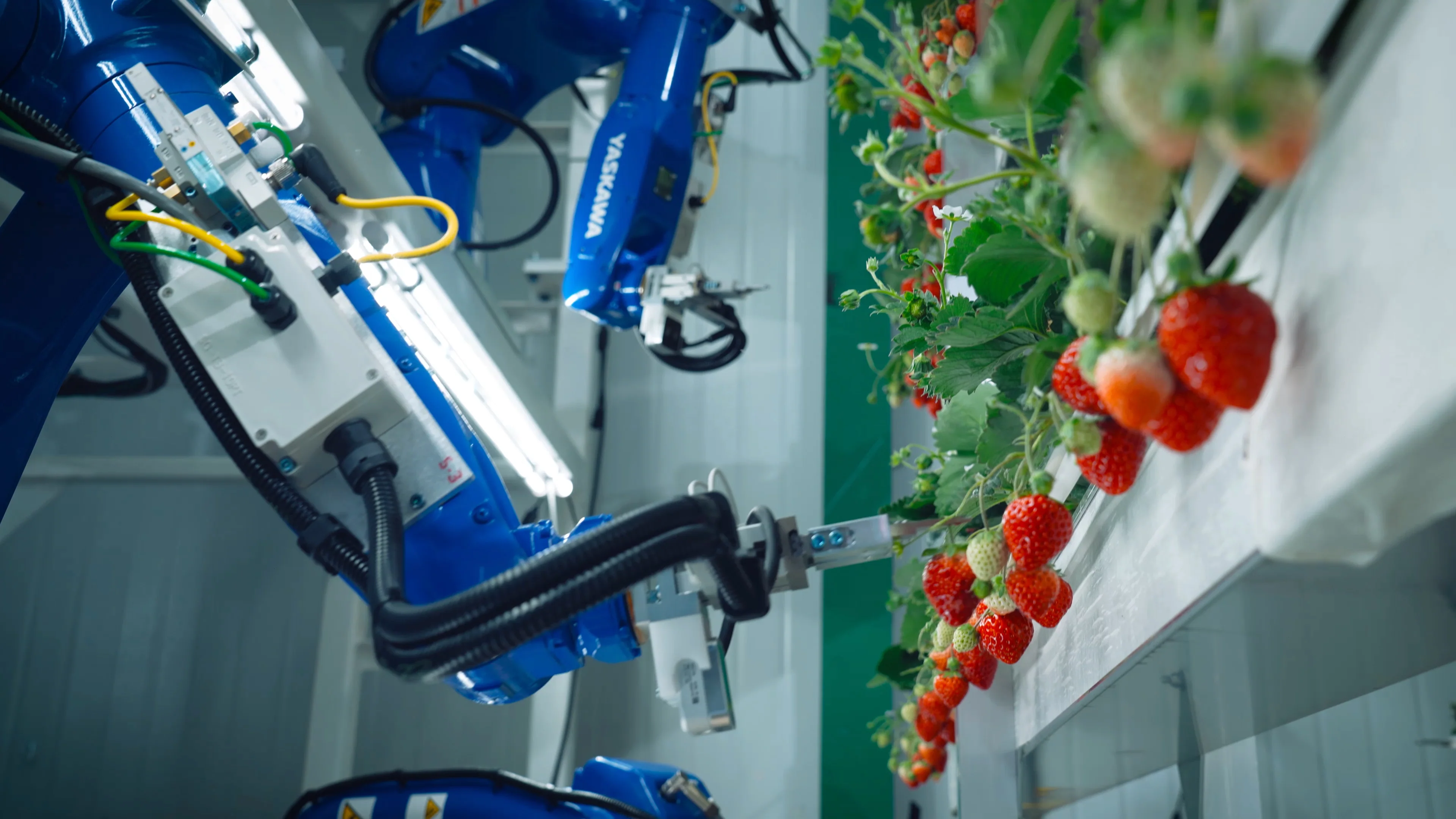 Blue robotic arms operating next to strawberry vines to assist precise harvesting