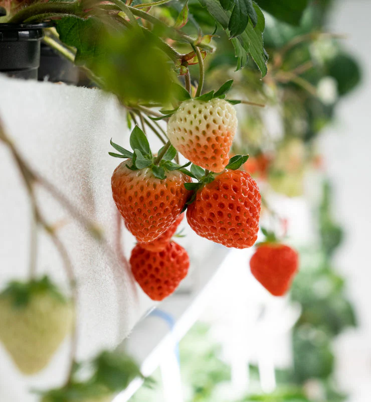 Strawberries ripening on the vine inside our indoor vertical farm