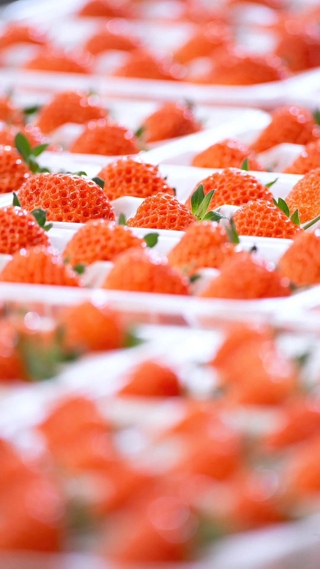 Close-up rows of premium strawberries arranged in white trays